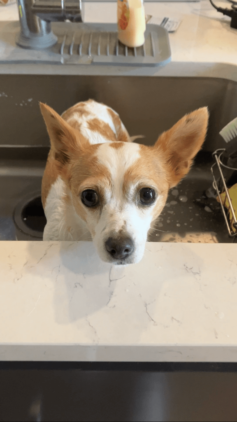 Daisy, a Chihuahua and Rat Terrier mix tested with EmbarkVet.com