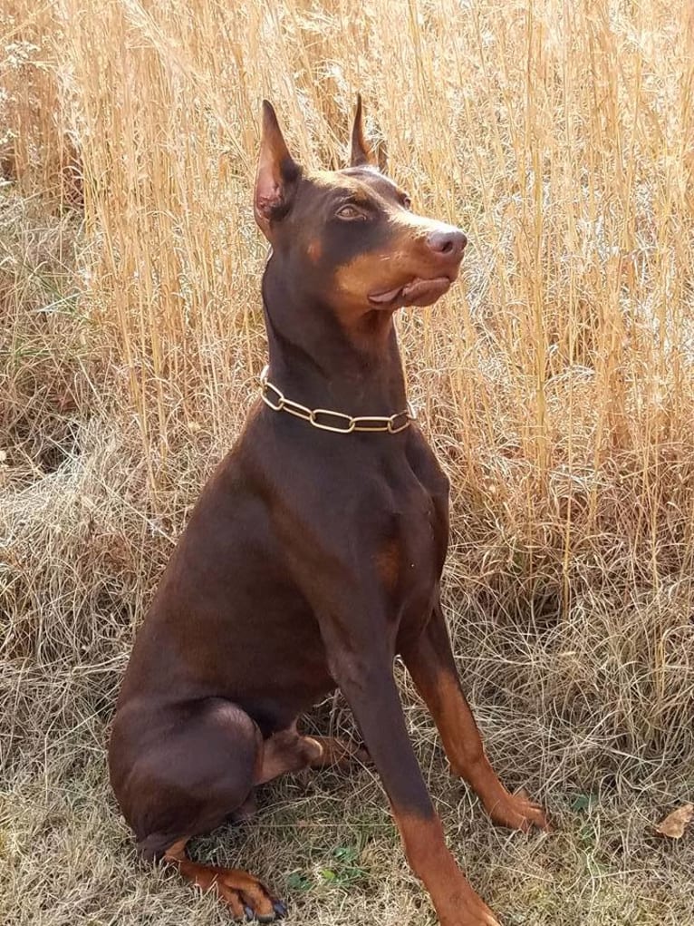 Enzo, a Doberman Pinscher tested with EmbarkVet.com