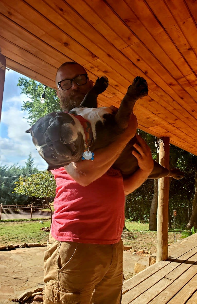 Lucas, an American Bully tested with EmbarkVet.com