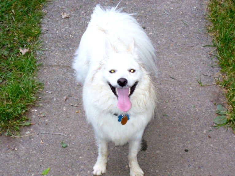 Romeo, an American Eskimo Dog tested with EmbarkVet.com