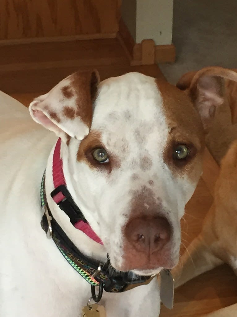 Freckles, an American Pit Bull Terrier and Chow Chow mix tested with EmbarkVet.com