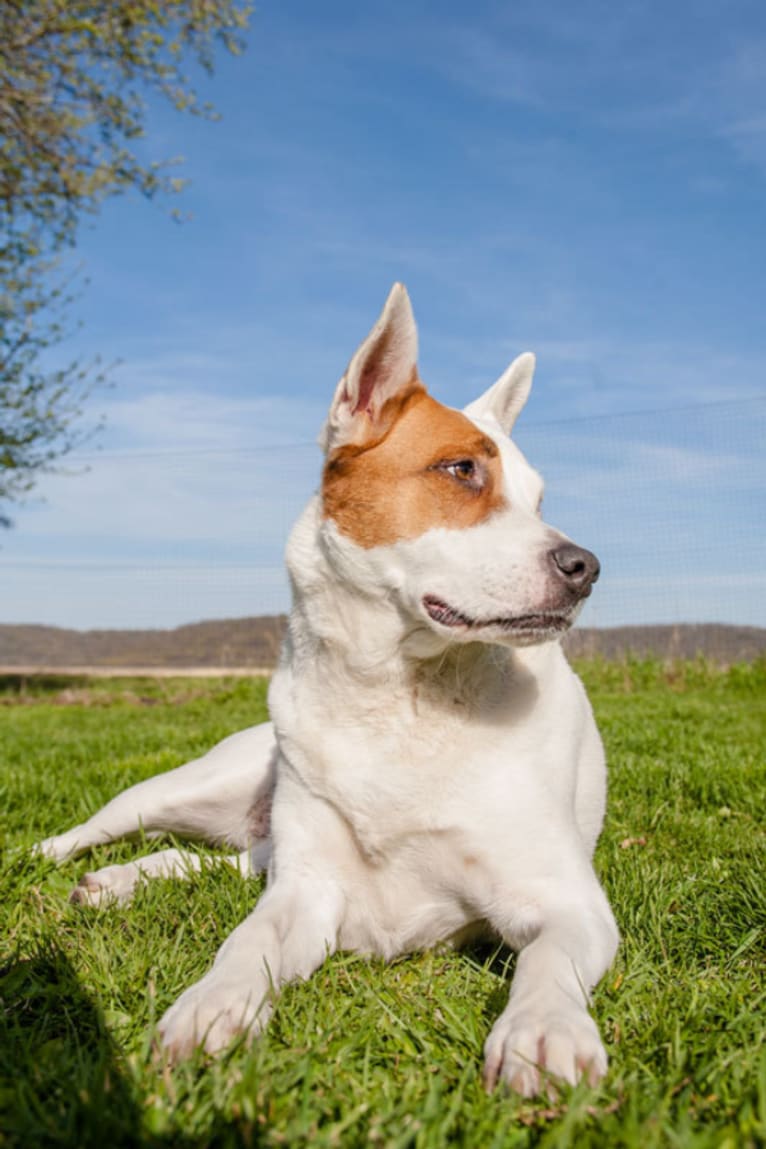 Kitsune, an American Pit Bull Terrier and German Shepherd Dog mix tested with EmbarkVet.com