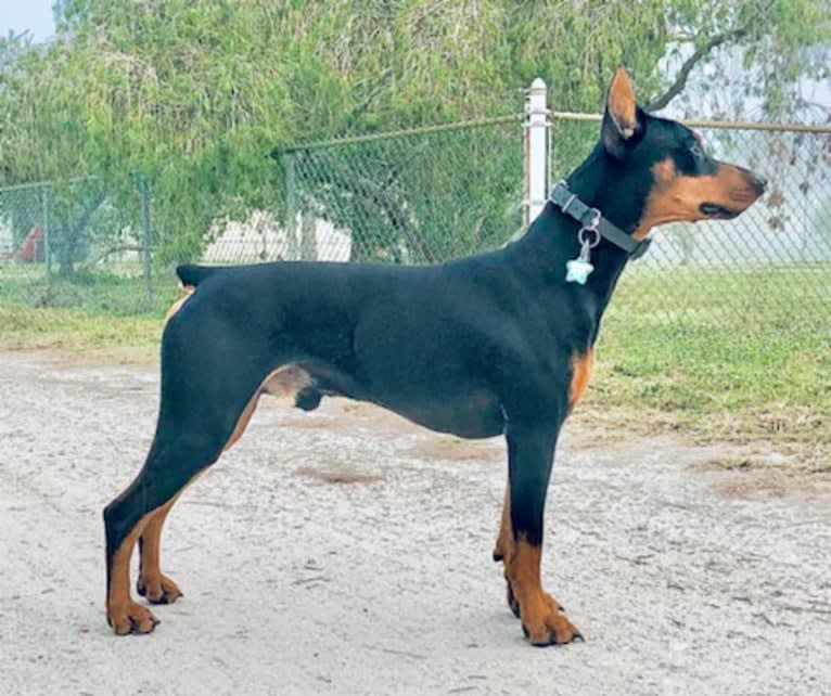 Allania Grand Zeus, a German Pinscher tested with EmbarkVet.com