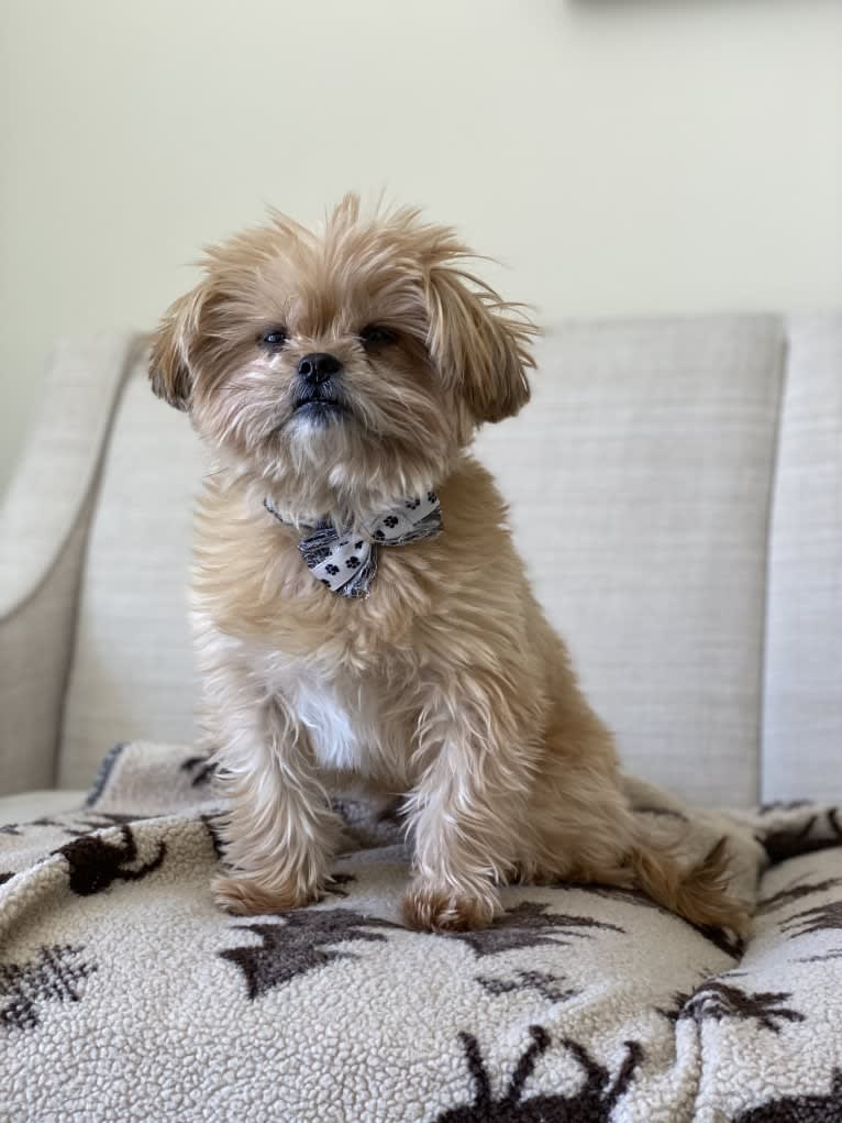 Buddy, a Yorkshire Terrier and Shih Tzu mix tested with EmbarkVet.com