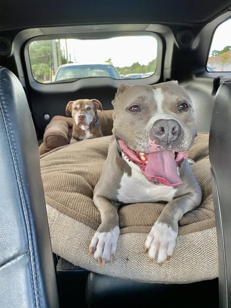 Ariel, an American Bully tested with EmbarkVet.com