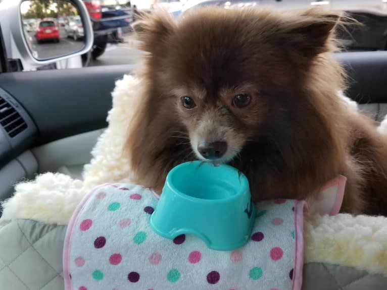 Brownie, a Pomeranian tested with EmbarkVet.com