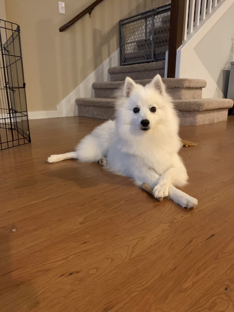 Osso, an American Eskimo Dog tested with EmbarkVet.com