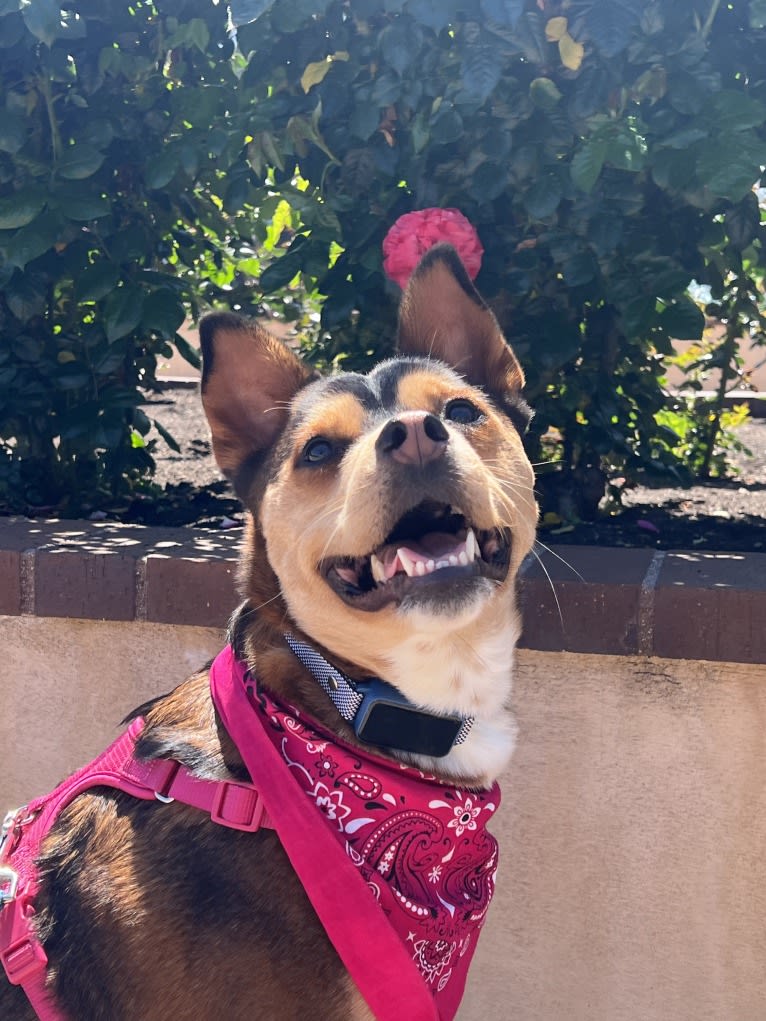 Kayna, a Rottweiler and Chow Chow mix tested with EmbarkVet.com