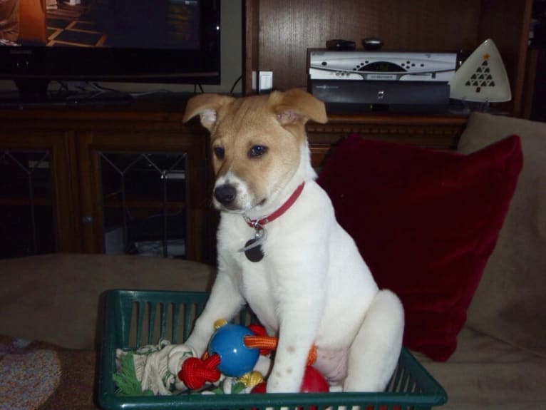 Bella, a Chow Chow and Collie mix tested with EmbarkVet.com