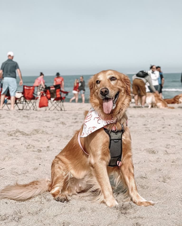 Marley, a Golden Retriever tested with EmbarkVet.com