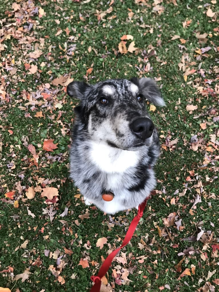 Koda, a Collie and Siberian Husky mix tested with EmbarkVet.com