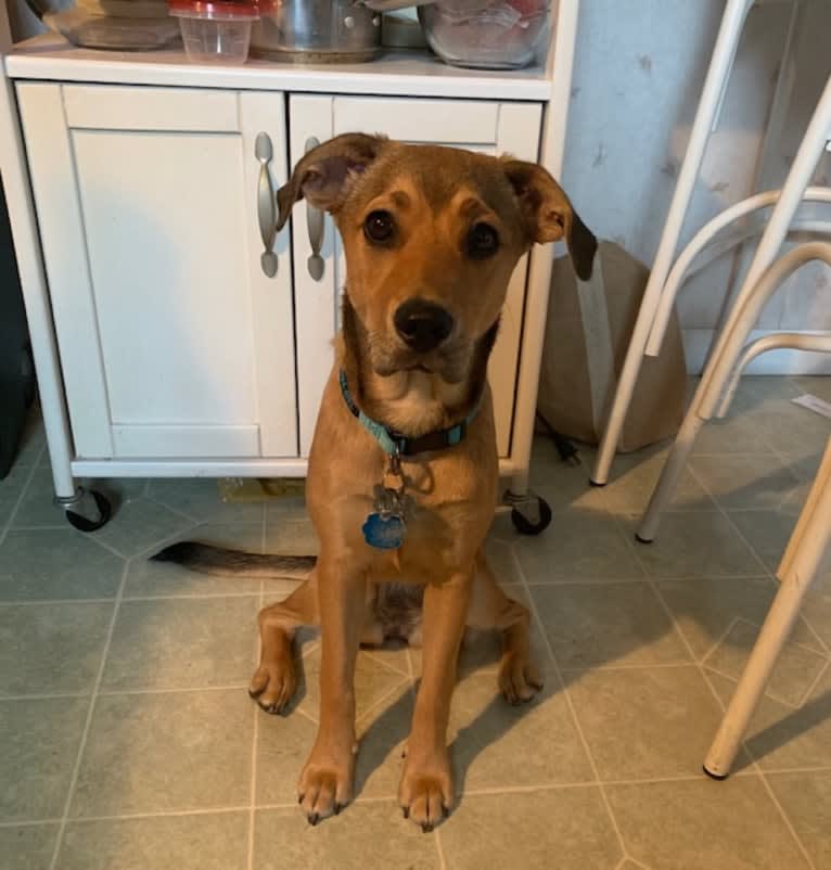 Pretzel, a Beagle and Golden Retriever mix tested with EmbarkVet.com