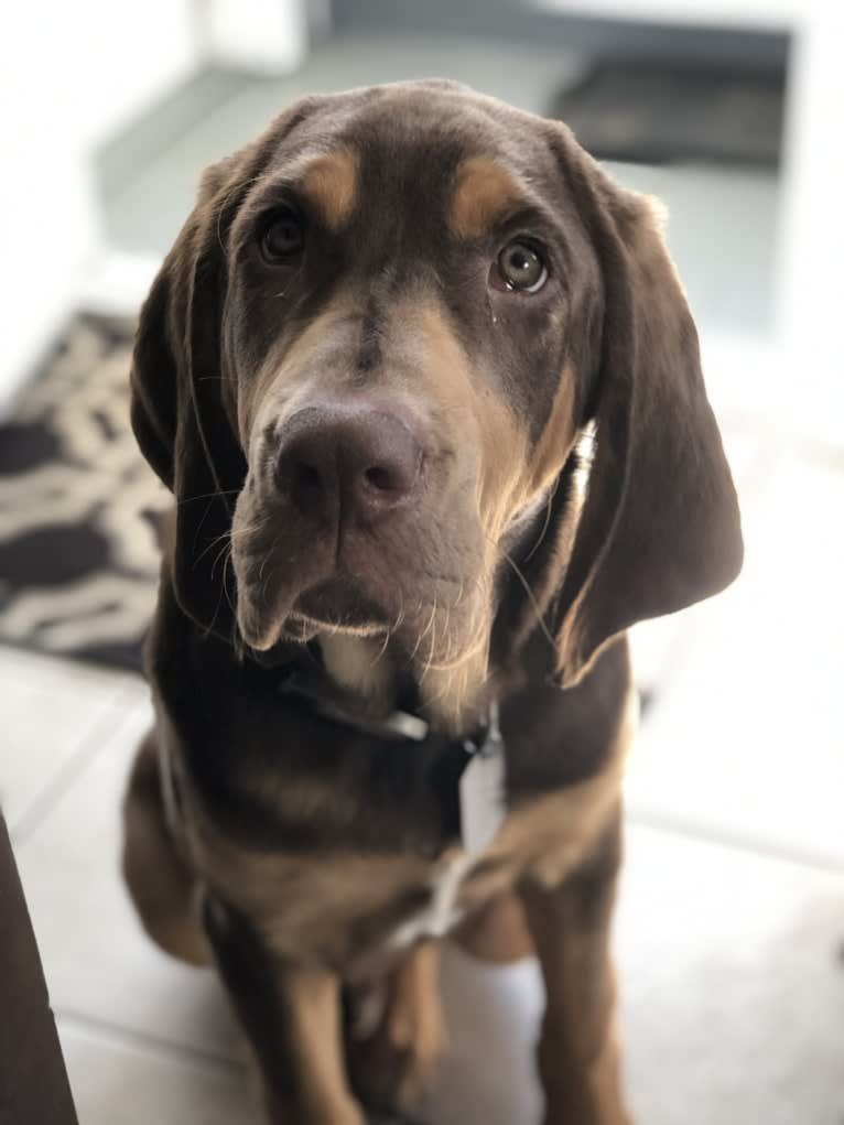 Hank, a Bloodhound and Labrador Retriever mix tested with EmbarkVet.com