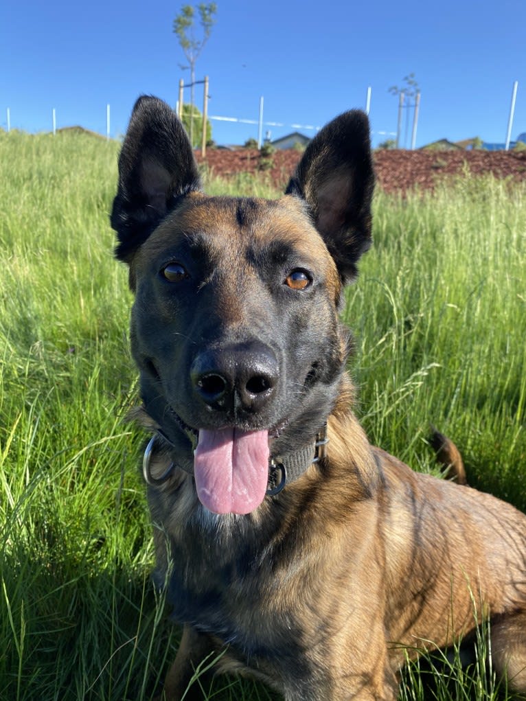 Bassie, a Dutch Shepherd tested with EmbarkVet.com