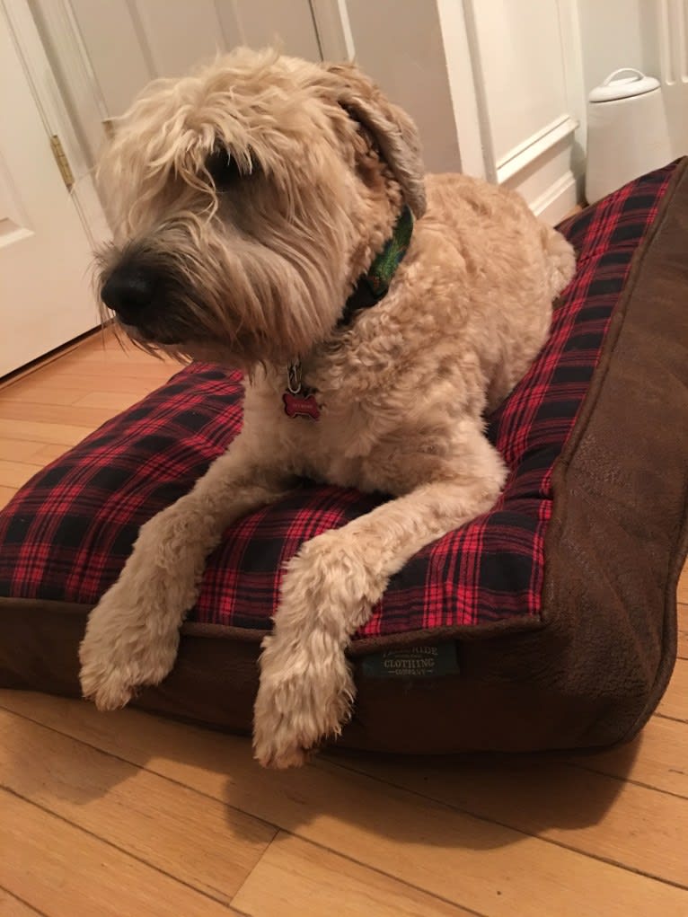 Desmond, a Soft Coated Wheaten Terrier tested with EmbarkVet.com