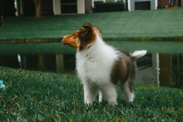 Nyx Rossie, a Collie tested with EmbarkVet.com