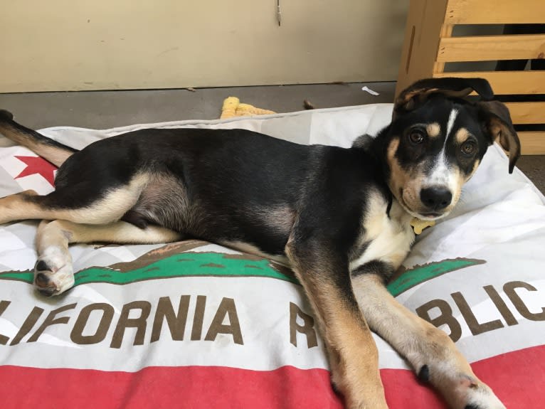 Coava, a German Shorthaired Pointer and Siberian Husky mix tested with EmbarkVet.com