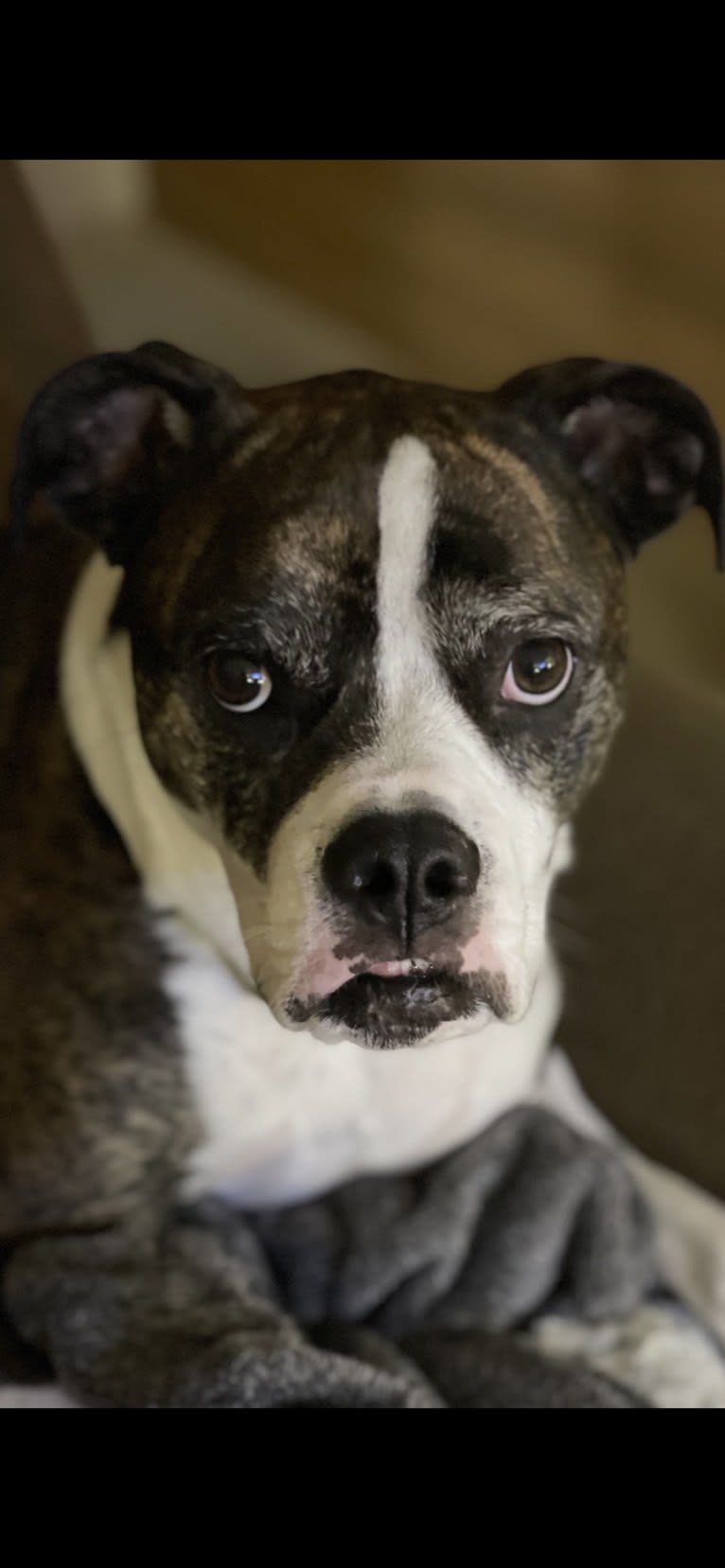 Ada, an American Staffordshire Terrier and Bulldog mix tested with EmbarkVet.com