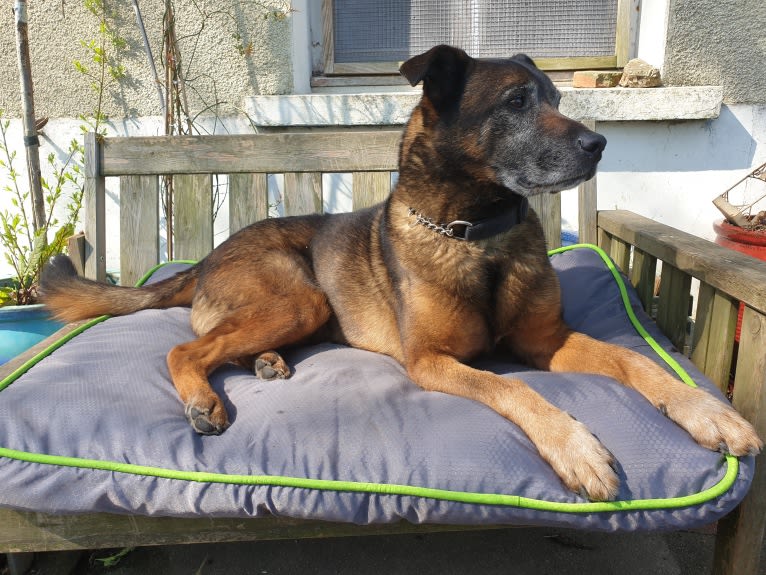 Alfie, a Belgian Malinois and Rottweiler mix tested with EmbarkVet.com