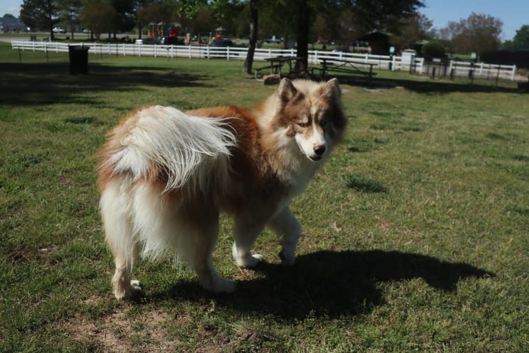 Sokka, a Siberian Husky tested with EmbarkVet.com