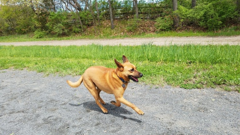 Riley, a Chihuahua and German Shepherd Dog mix tested with EmbarkVet.com