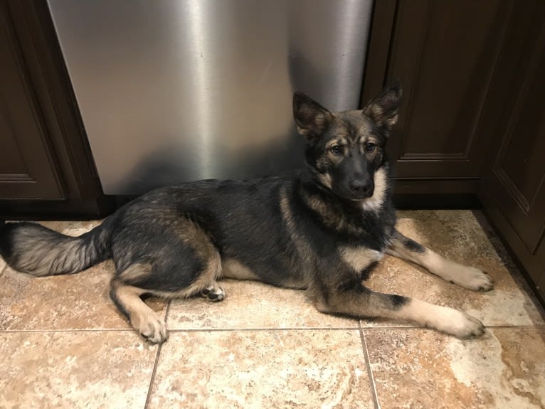 Echo, a German Shepherd Dog and Siberian Husky mix tested with EmbarkVet.com