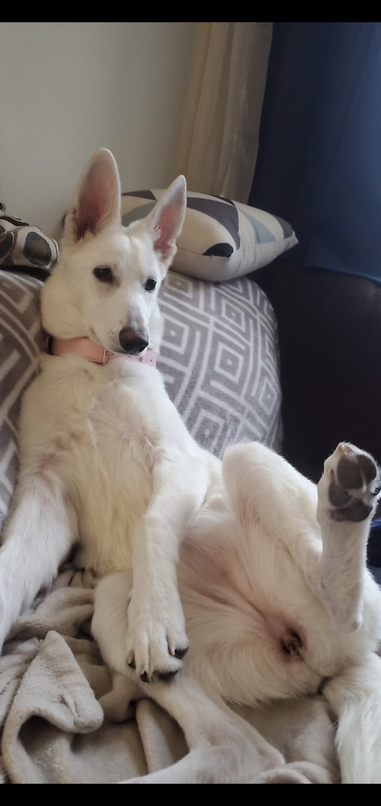 Sundae, a White Shepherd tested with EmbarkVet.com