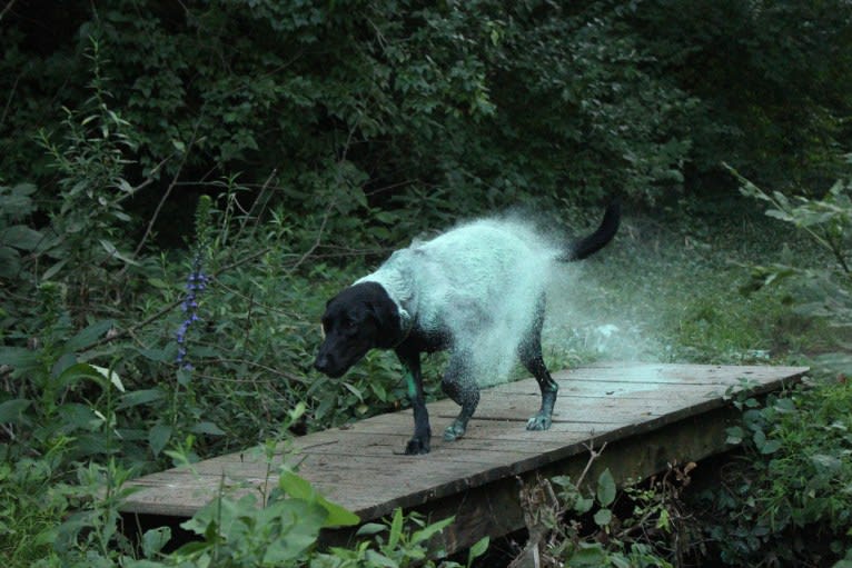 Curiosity Blue, a Labrador Retriever and Australian Shepherd mix tested with EmbarkVet.com