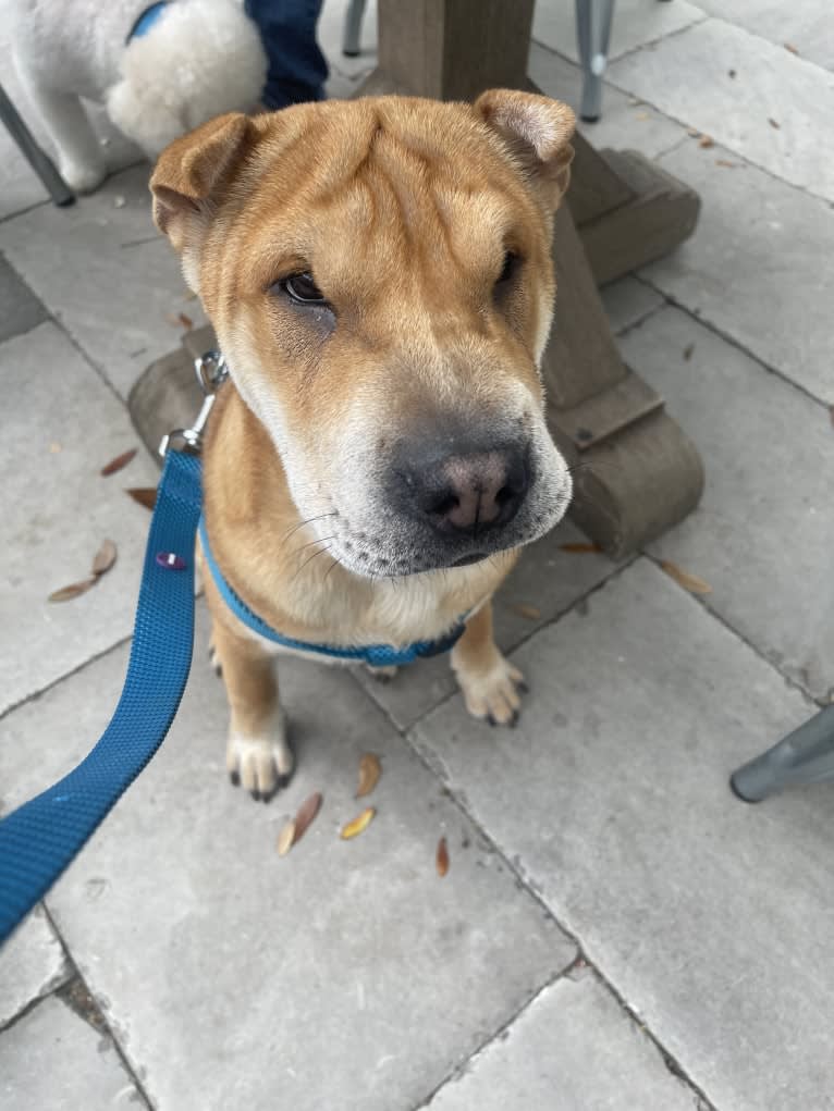 Giorgio, a Chinese Shar-Pei tested with EmbarkVet.com