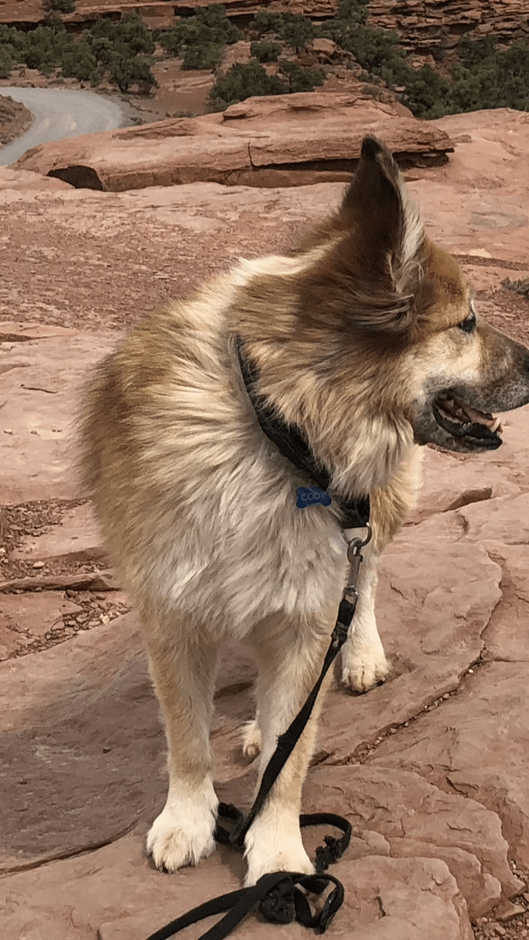 Cody, a German Shepherd Dog and Chow Chow mix tested with EmbarkVet.com