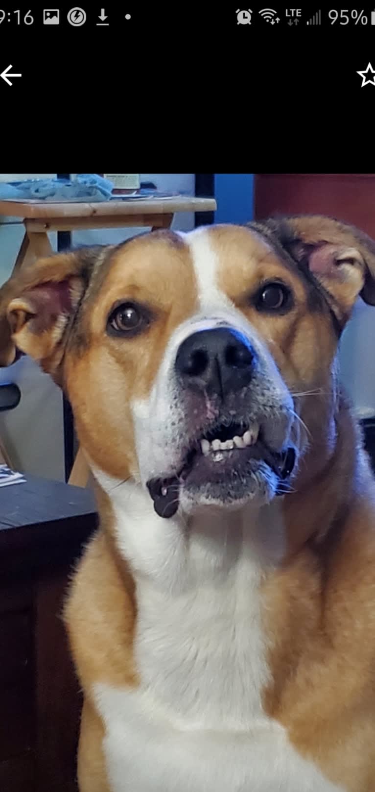 Chopper, a Bulldog and Border Collie mix tested with EmbarkVet.com