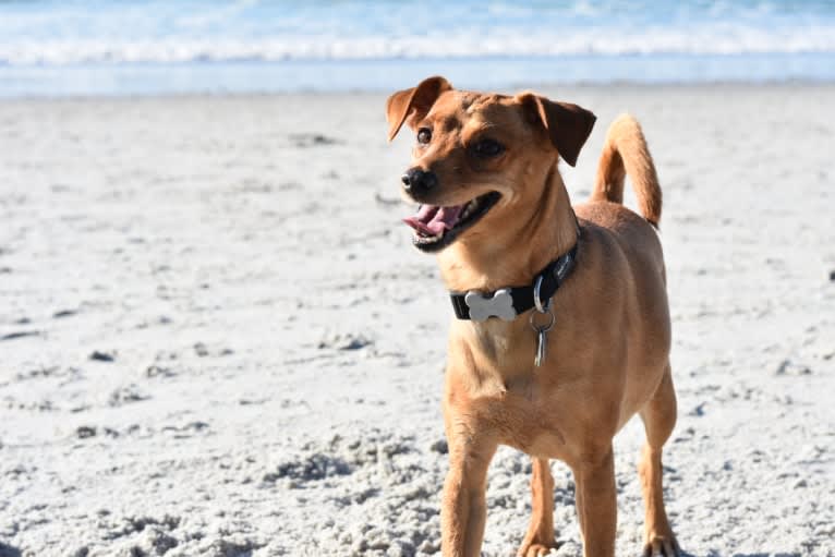 Jack, a Miniature Pinscher and Poodle (Small) mix tested with EmbarkVet.com