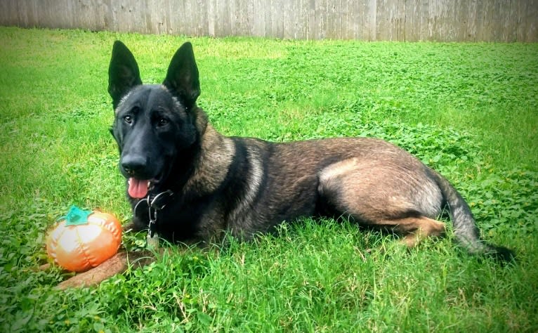 Carbonado, a Belgian Malinois and German Shepherd Dog mix tested with EmbarkVet.com