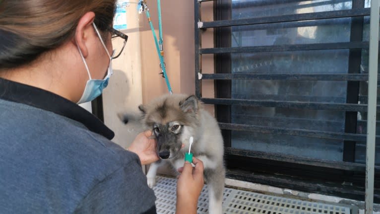 Mira, a Siberian Husky tested with EmbarkVet.com