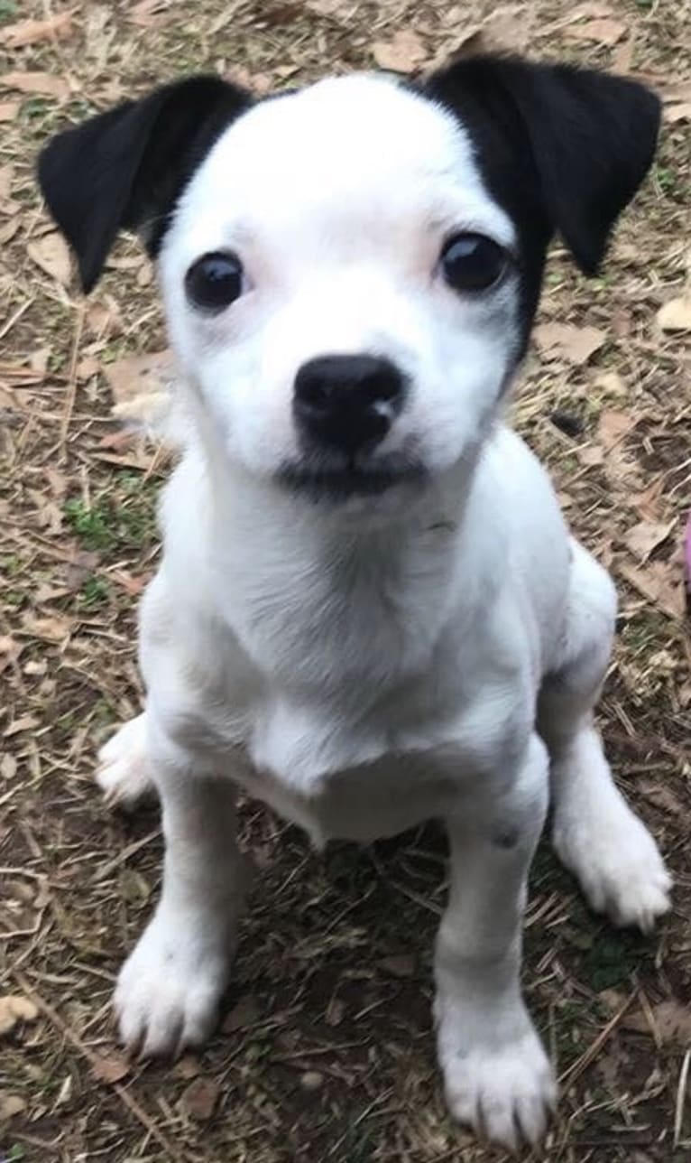 Nemo, a Mountain Cur and Chihuahua mix tested with EmbarkVet.com