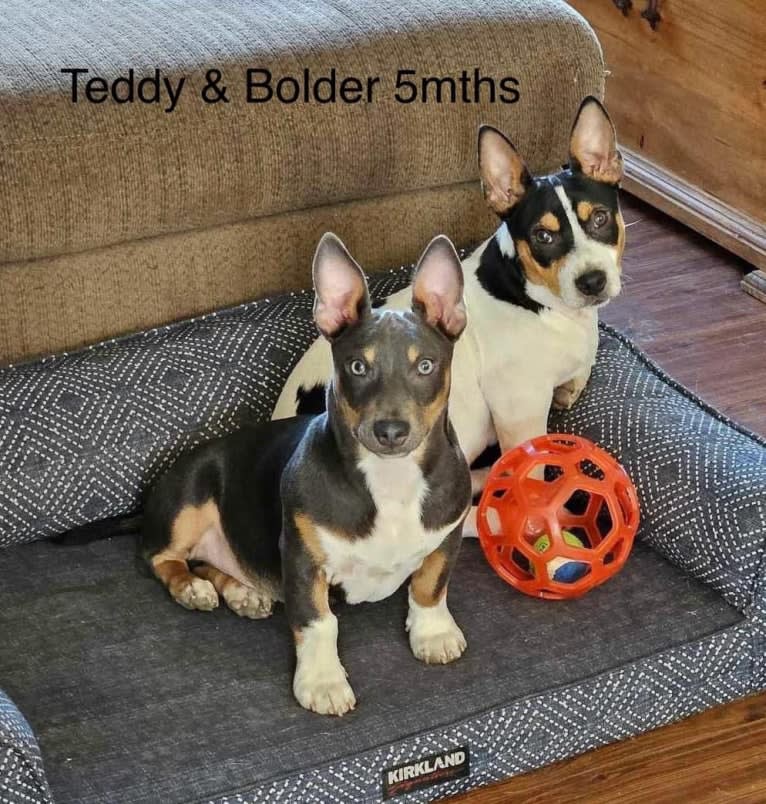 Bolder, a Teddy Roosevelt Terrier tested with EmbarkVet.com