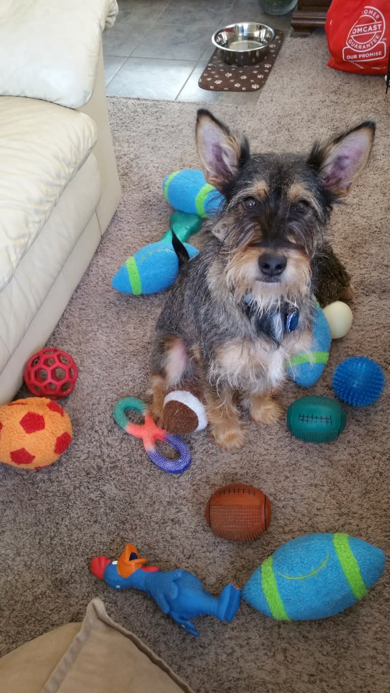 Cooper, a Miniature Schnauzer and German Shepherd Dog mix tested with EmbarkVet.com