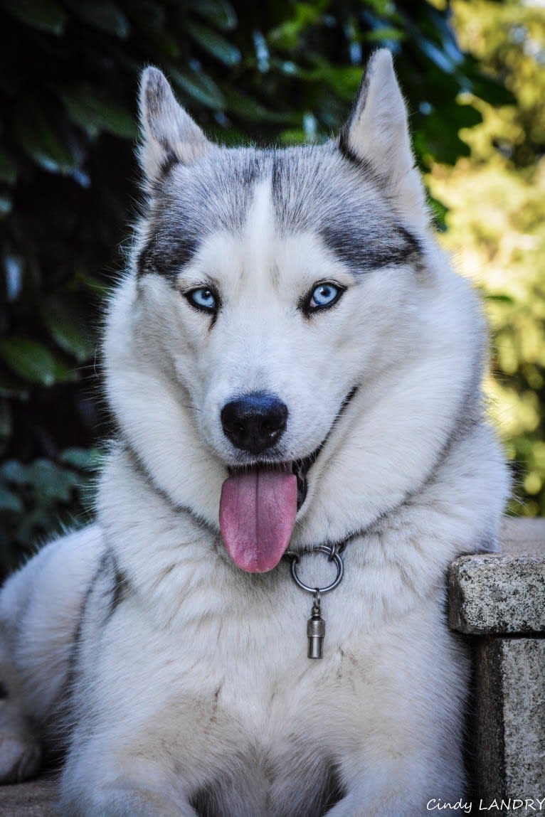 LOVELY, a Siberian Husky tested with EmbarkVet.com