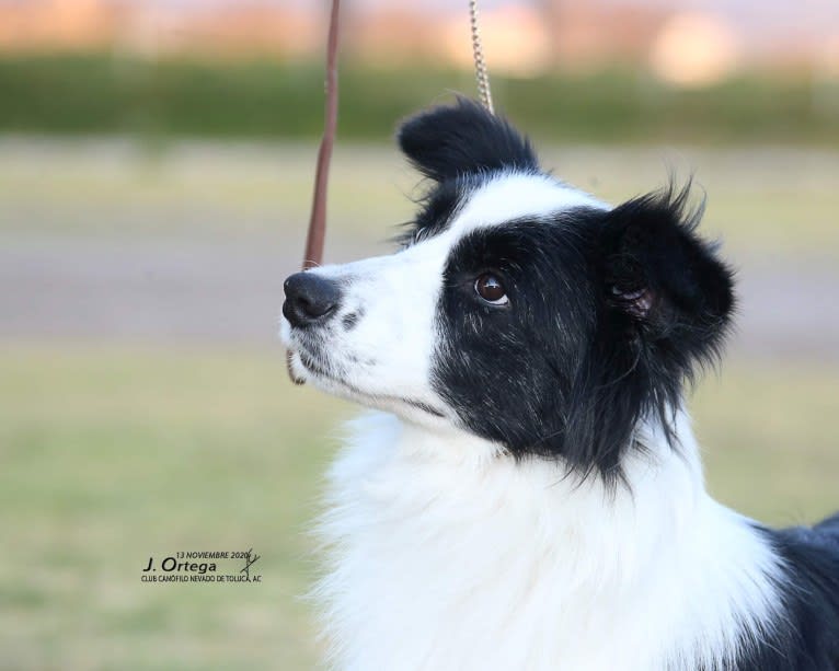 JBK Diamonds R Forever, a Border Collie tested with EmbarkVet.com