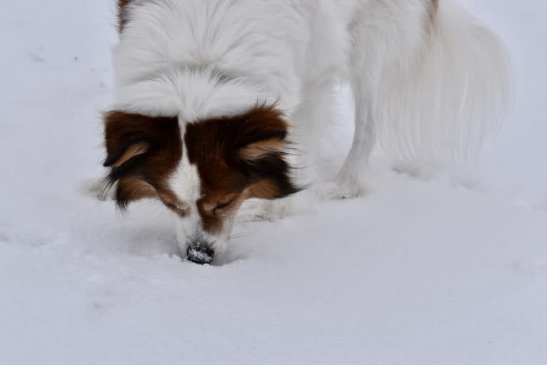 Cooper, an Australian Cattle Dog and Shih Tzu mix tested with EmbarkVet.com