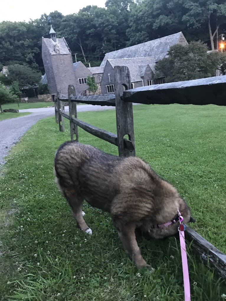 Kiki, an Akita tested with EmbarkVet.com