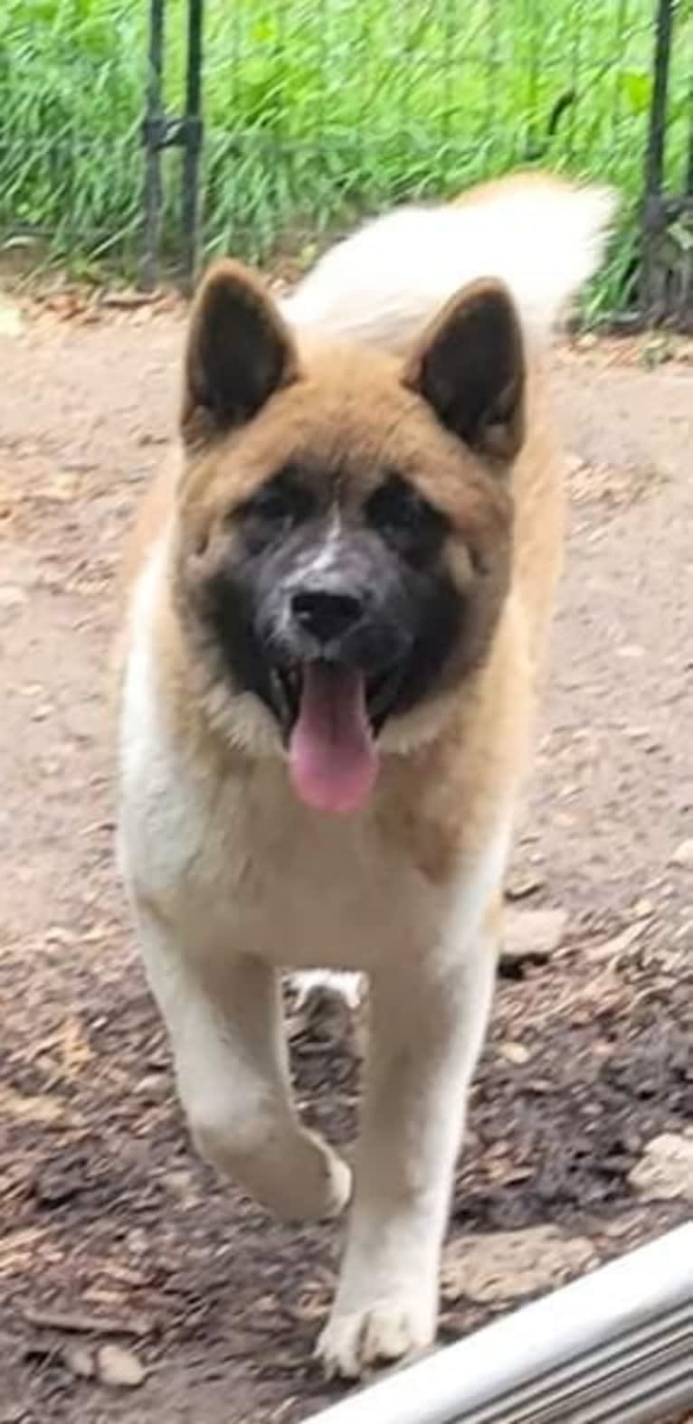 Geena, an Akita tested with EmbarkVet.com