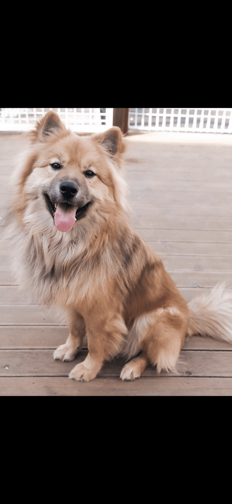 Teddy, a Japanese or Korean Village Dog and Jindo mix tested with EmbarkVet.com