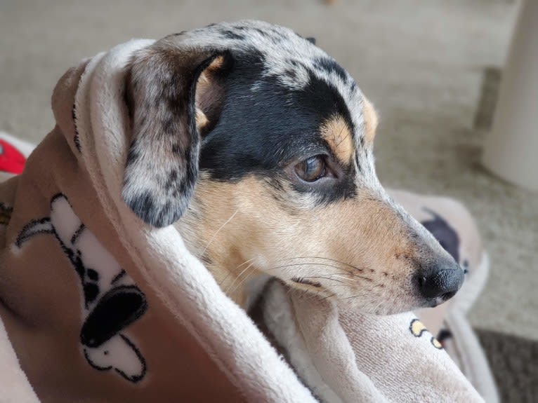 Penny, a Chihuahua and Dachshund mix tested with EmbarkVet.com