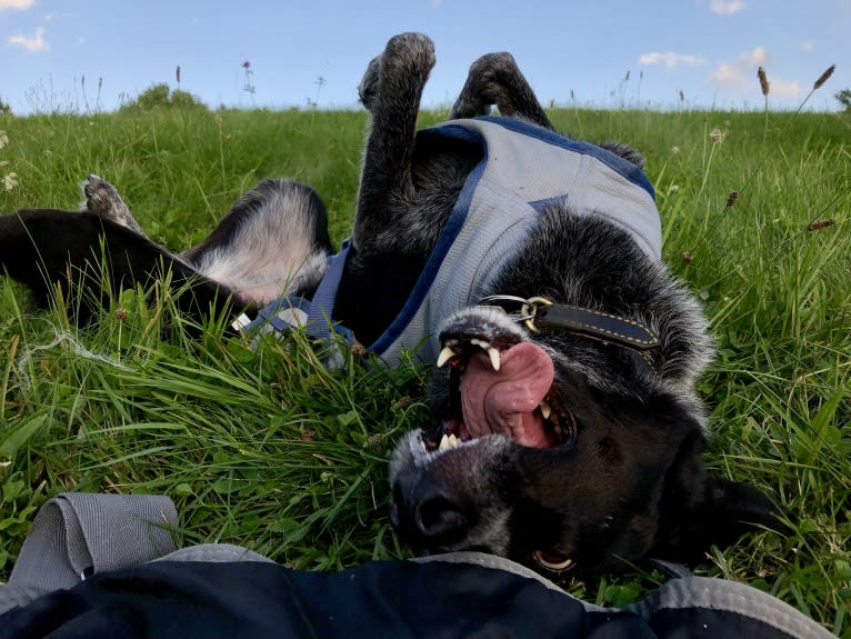 Mist, an Australian Cattle Dog and Australian Shepherd mix tested with EmbarkVet.com