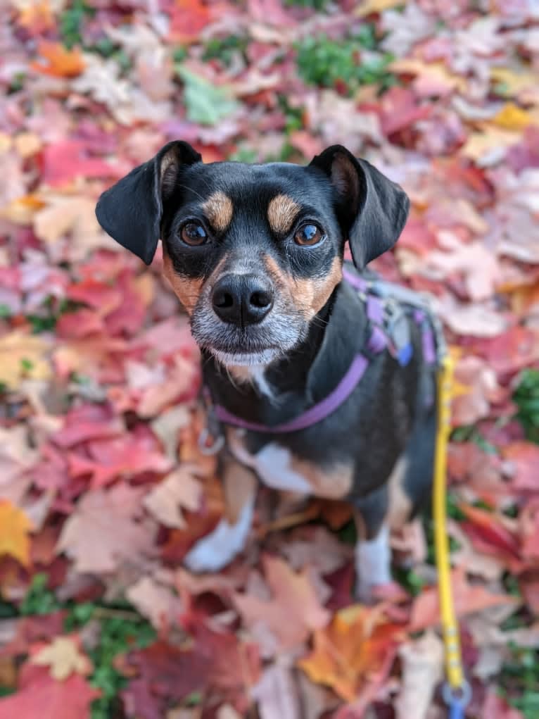 SJ's Clever Girl "Jyn", a Russell-type Terrier and Beagle mix tested with EmbarkVet.com