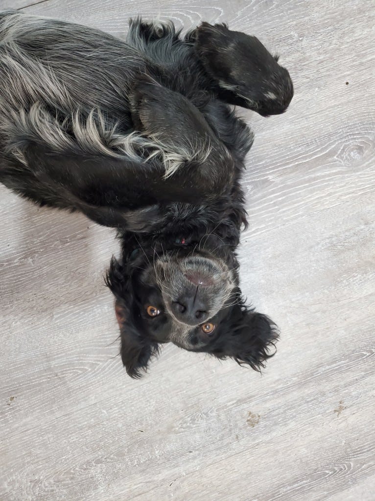 Teeter, a Blue Picardy Spaniel tested with EmbarkVet.com