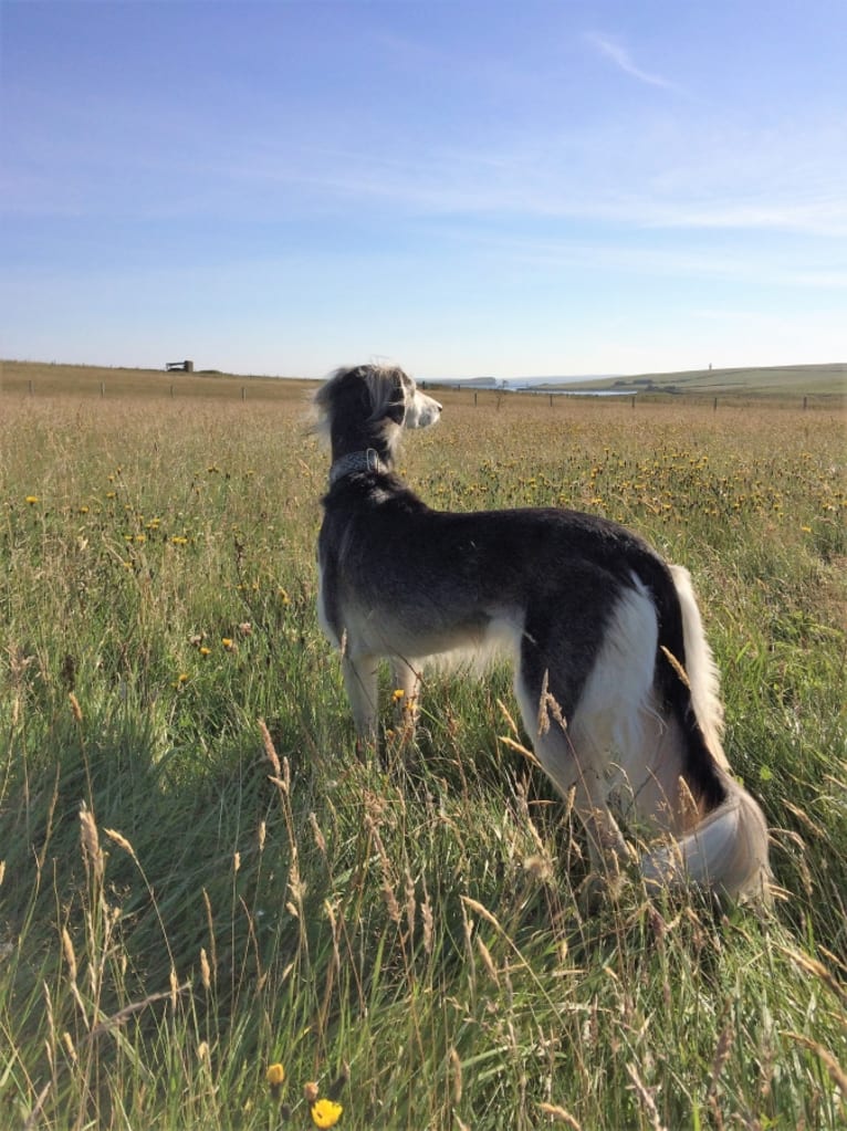 Petra, a Saluki and Greyhound mix tested with EmbarkVet.com