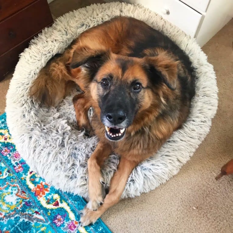 Max, a German Shepherd Dog and Labrador Retriever mix tested with EmbarkVet.com