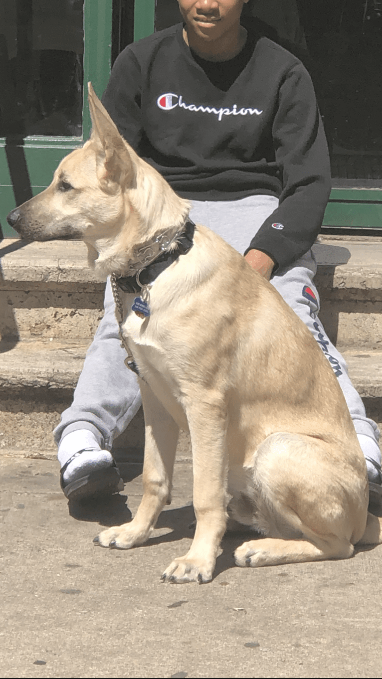 Duke, a German Shepherd Dog and Norwegian Elkhound mix tested with EmbarkVet.com